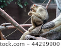 sitting monkey 44299900