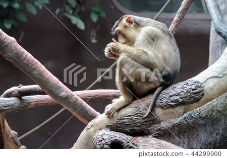 sitting monkey sitting monkey 44299900