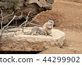 gophers 44299902