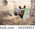 bat-eared fox 44299903