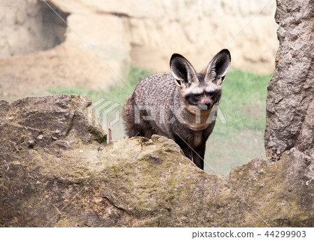 bat-eared fox 44299903