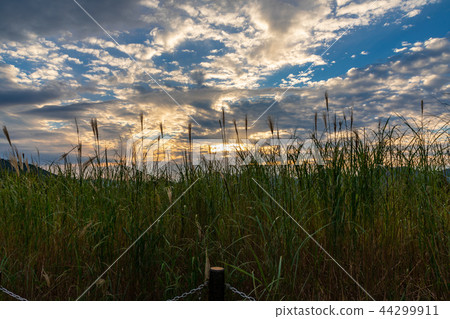 Ssuiki in the Kogen Plateau Nara Kashimura 44299911