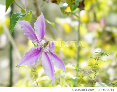 Clematis 44300045