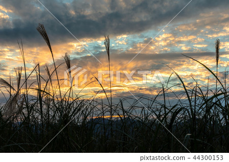 Evening Susuki Nara Kogen plateau 44300153