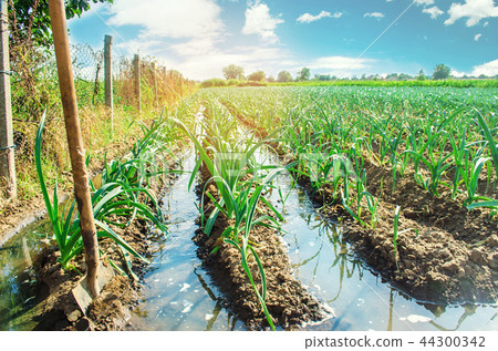 natural watering of agricultural crops, irrigation natural watering of agricultural crops, irrigation 44300342