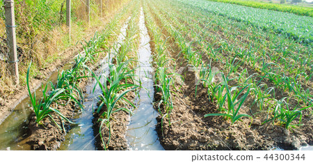 natural watering of agricultural crops, irrigation natural watering of agricultural crops, irrigation 44300344