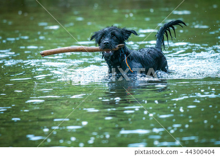 Swimming black dog with a cane. 44300404