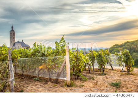 Vineyard and Church of St James in Kutna Hora. Vineyard and Church of St James in Kutna Hora. 44300473