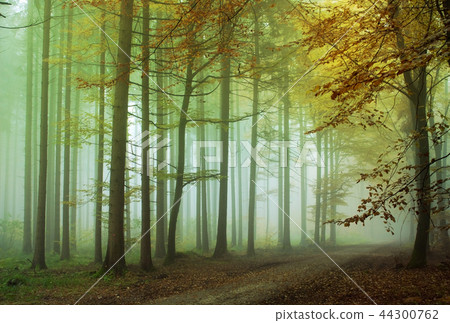 Fog forest 44300762