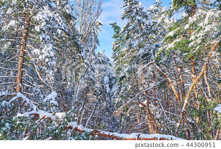 Trees in winter park. Trees in winter park. 44300951