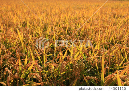 水稻種植水稻種植 水稻種植水稻種植 44301110