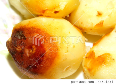 Grilled potatoes Grilled potatoes 44301231