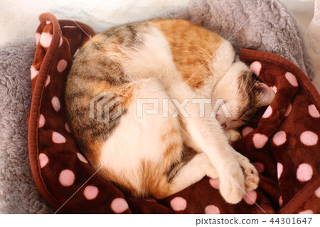 Muri cat who rolls in bed Muri cat who rolls in bed 44301647