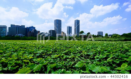 有綠色和天空的城市 有綠色和天空的城市 44302416
