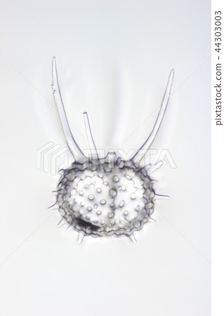 Radiant worm Radiant worm 44303003