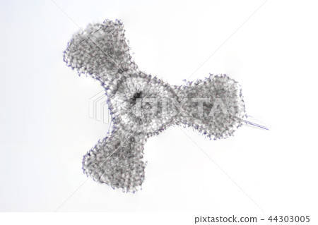 輻射蠕蟲 輻射蠕蟲 44303005