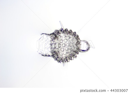 輻射蠕蟲 輻射蠕蟲 44303007