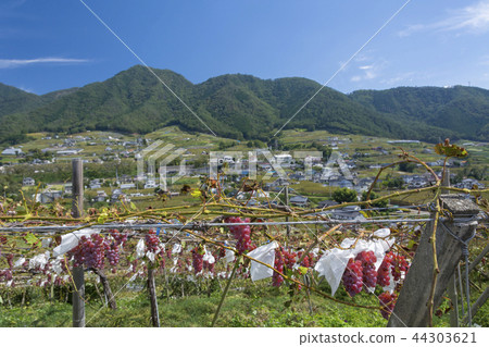 Yamanashi Prefecture Grape Village Yamanashi Prefecture Grape Village 44303621