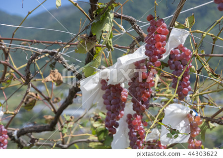 Yamanashi Prefecture Grape Village Yamanashi Prefecture Grape Village 44303622