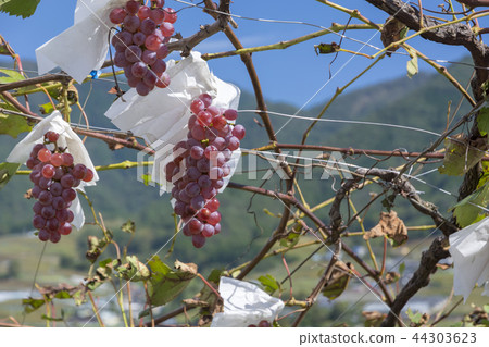 Yamanashi Prefecture Grape Village Yamanashi Prefecture Grape Village 44303623