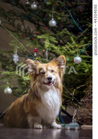 corgi fluffy dog 44304698