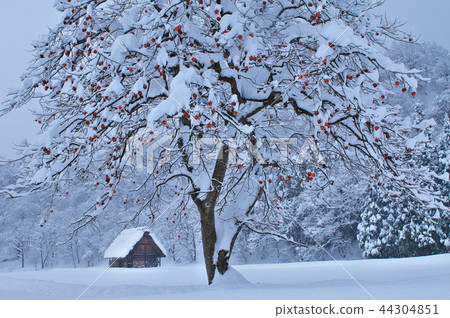 剩下的柿子 44304851