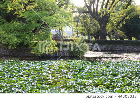公園,花園,放鬆,戶外 公園,花園,放鬆,戶外 44305038