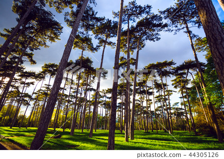 the Bois de Boulogne in paris at sunset 44305126