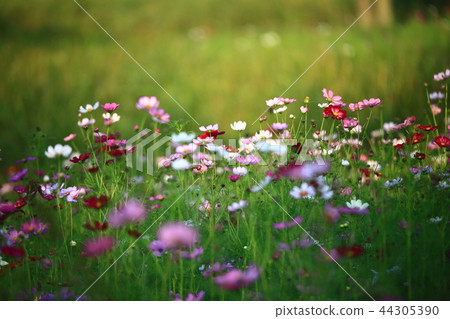 花園，公園，戶外，園林景觀，發光，宇宙 44305390