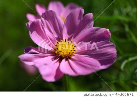 秋天櫻花(關閉 秋天櫻花(關閉 44305671