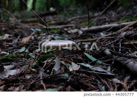 Suspicious mushroom in the mountain Suspicious mushroom in the mountain 44305777