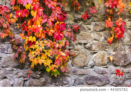 colorful ivy plant on stone wall 44305781