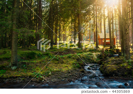 sunny coniferous forest in autumn evening sunny coniferous forest in autumn evening 44305869