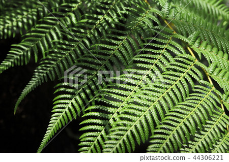 Dixonia of the Botanical Museum of Miracle Stars 44306221