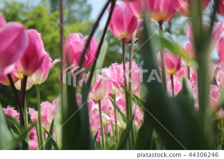 鬱金香領域 44306246