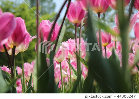 Tulip field Tulip field 44306247