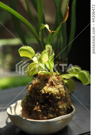 Flytrap of the Botanical Museum of Miracle Stars 44306472