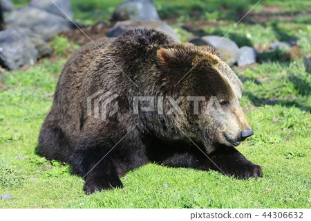 Brown bear 44306632