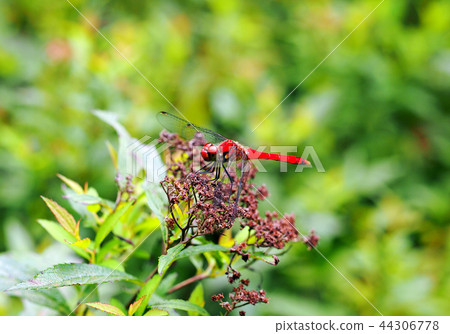 紅蜻蜓 44306778