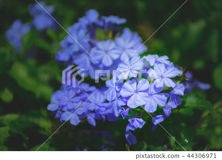 Cape leadwort or white plumbago, 44306971