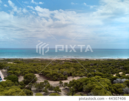 Pine tree forest 44307406