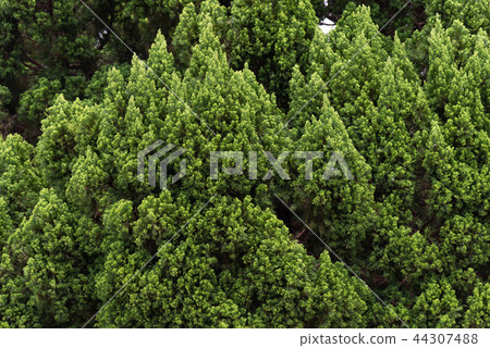 National Palace Museum, Taiwan, Taiwan, National Palace Museum, Green Trees, Trees, Trees 44307488