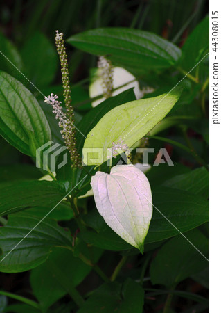 Half-summer student 44308015