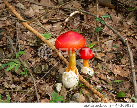 High-grade food Tamago Take (looks like poison) High-grade food Tamago Take (looks like poison) 44309058