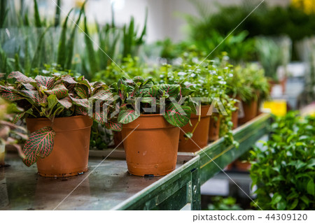 Coniferous garden plants being sold in plant nursery 44309120