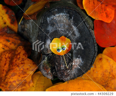 Autumn small Leaf eyes  44309229