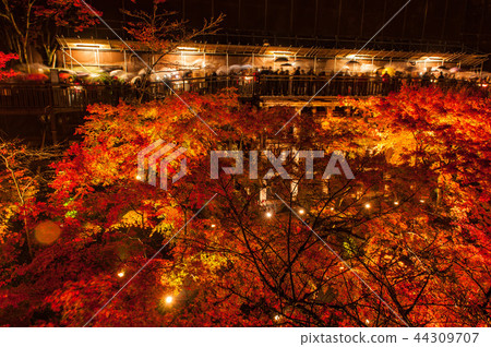 Autumn leaves of Kiyomizu Temple at night, Kyoto, Japan Autumn leaves of Kiyomizu Temple at night, Kyoto, Japan 44309707
