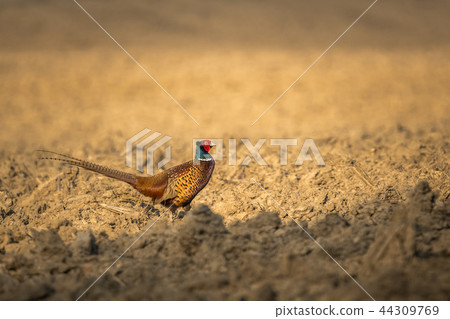 Common Pheasant (Phasianus colchicus) Common Pheasant (Phasianus colchicus) 44309769