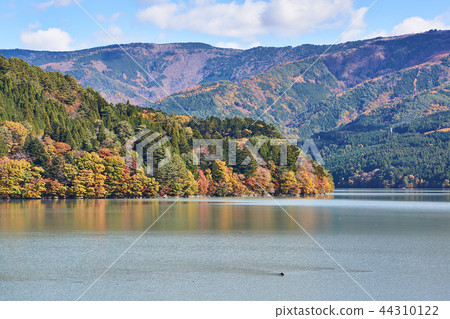 Shizuoka Prefecture Ikawa lake of autumn leaves Shizuoka Prefecture Ikawa lake of autumn leaves 44310122