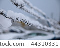 barbed wire fence on winter time backgruond white snow 44310331